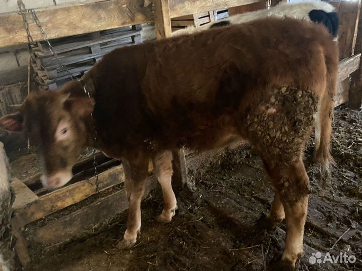 Телята телочки