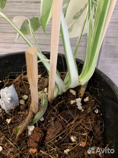 Монстера Альба