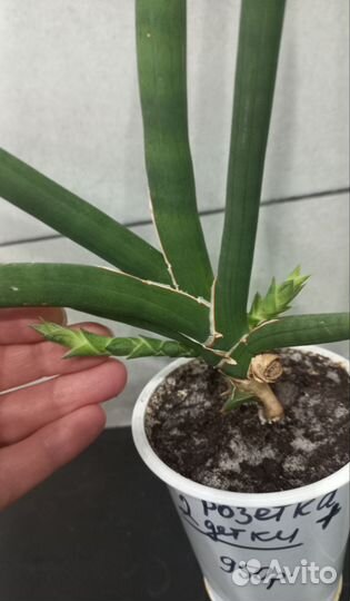 Огромная Сансевиерия Lavlanos