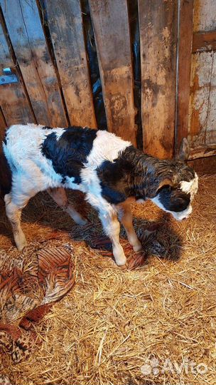 Осеменение коров и телок