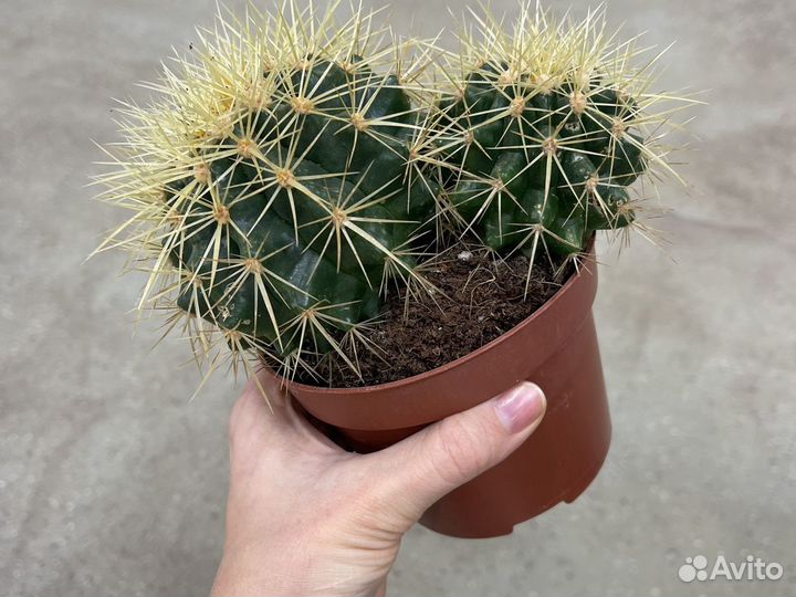 Кактус эхинокактус грузони