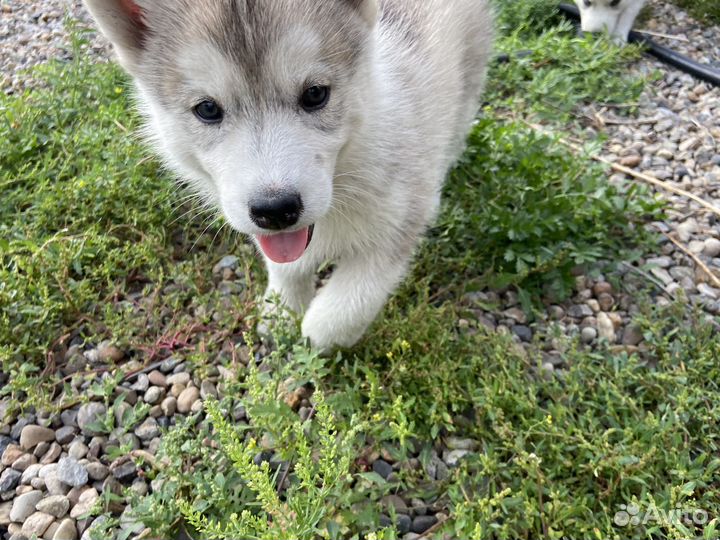 Щенки сибирской хаски 3 девочки 1 мальчик