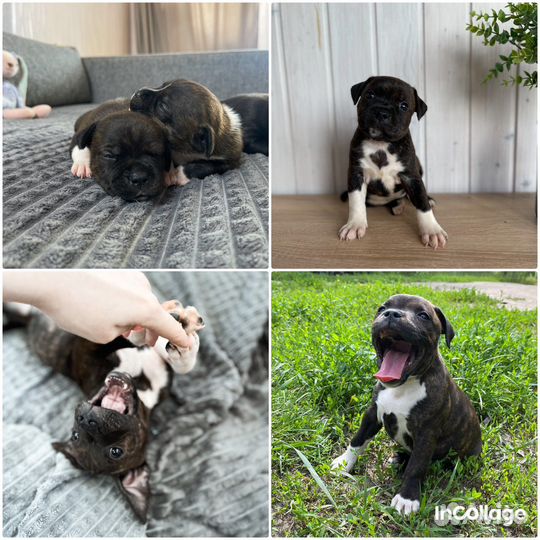 Стаффордширский бультерьер щенки стаффбуль