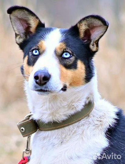 Спасите Фриду