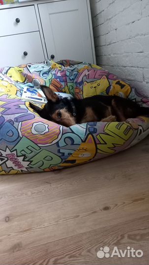 Дрессировка. Домашняя Зоогостиница для собак