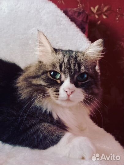 Миниатюрная красотка Мусяшка ищет добрые ручки