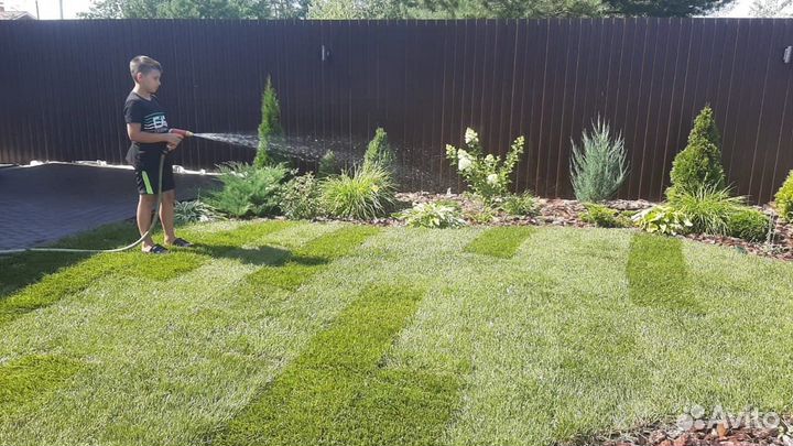 Рулонный газон Элитный