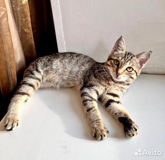 Василиска (3 мес.) с шикарными кисточками на ушах