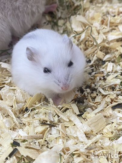 Хомяки серийские и джунгарские