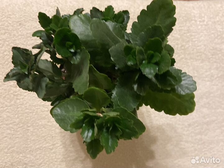 Комнатные растения в горшках