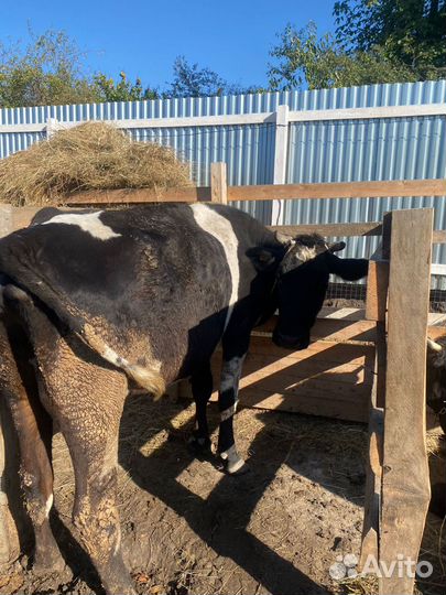 Голштинка чистая один отел