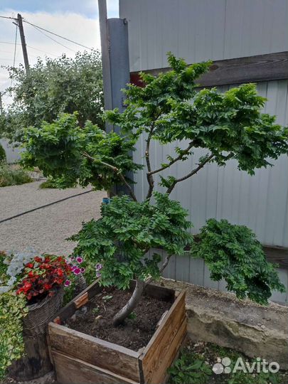 Вяз ниваки Жаклин Хиллер