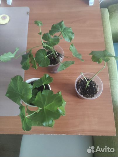 Герань красная бесплатно