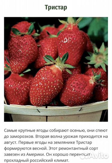 Рассада клубники