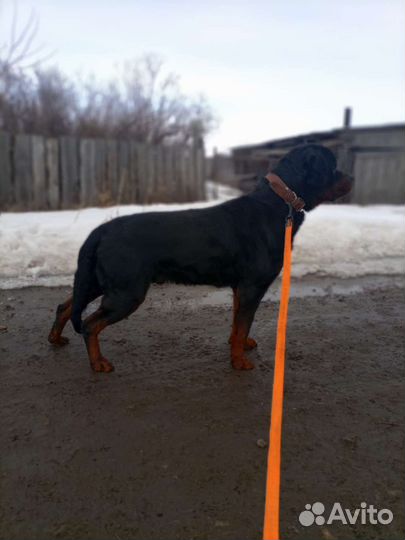 Ротвейлер для вязки кобель