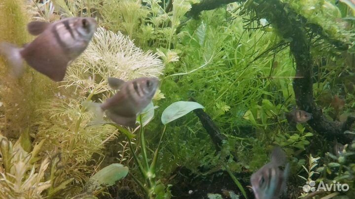 Аквариумные растения