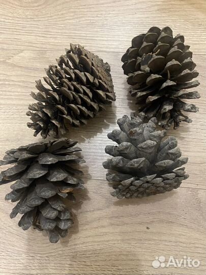 Шишки сосновые большие