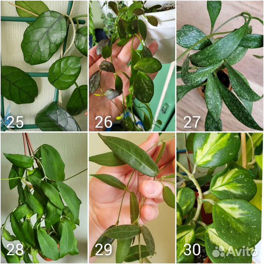 112 сортов Хойи на срез/укоренение