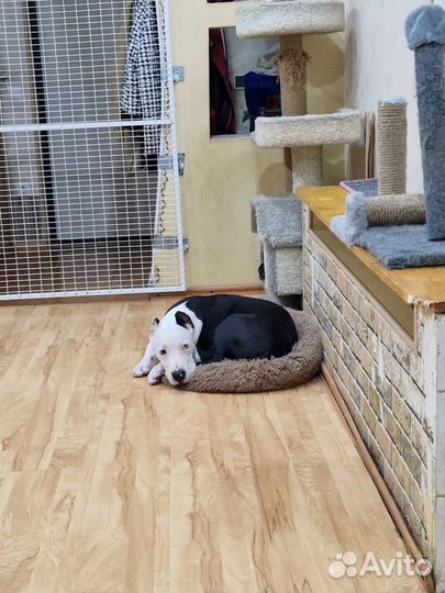 Зоогостиница Передержка животных Догситтер