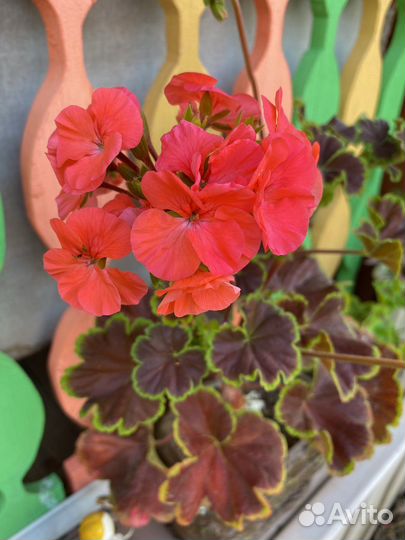 Пеларгония герань