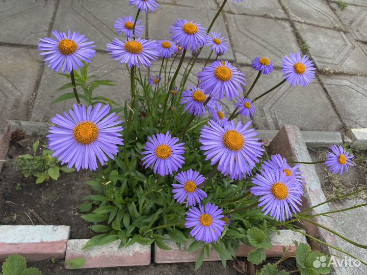 Астра альпийская