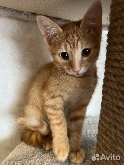 Рыжий котенок в добрые руки