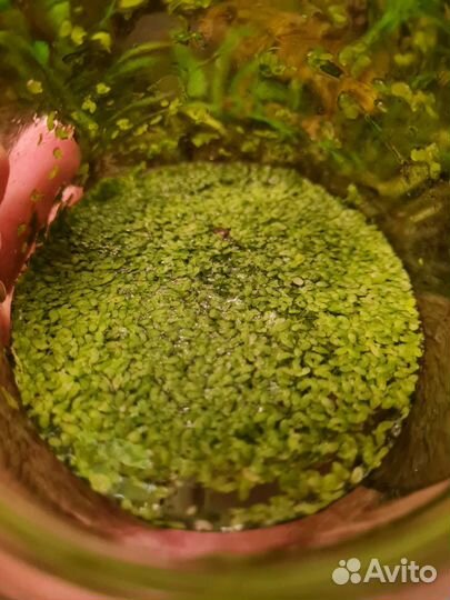 Аквариумные растения