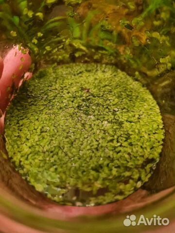 Аквариумные растения