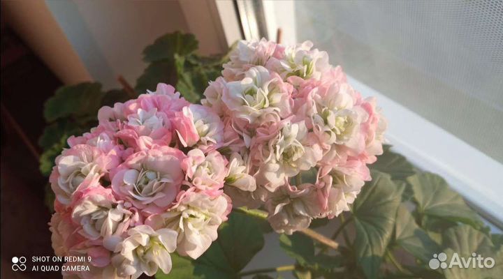 Пеларгония герань сортовая