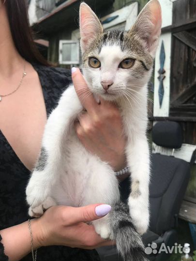 Котята в добрые руки 2 месяца