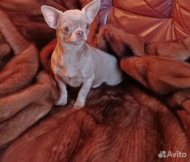 Эксклюзивный красавец