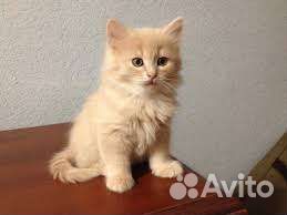 Котенок мальчик рыжик в дар