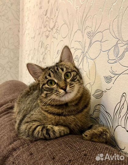 Сверхласковая кошка обнимашка и целовашка в дар