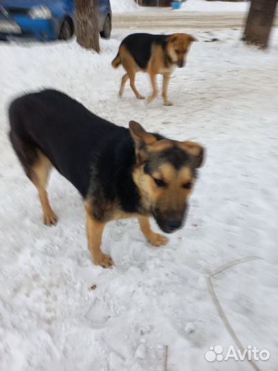 Собака в добрые руки