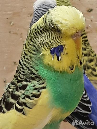 Выставочные волнистые попугаи чехи