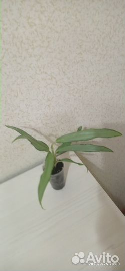 Аглаонема Вайт Ленс