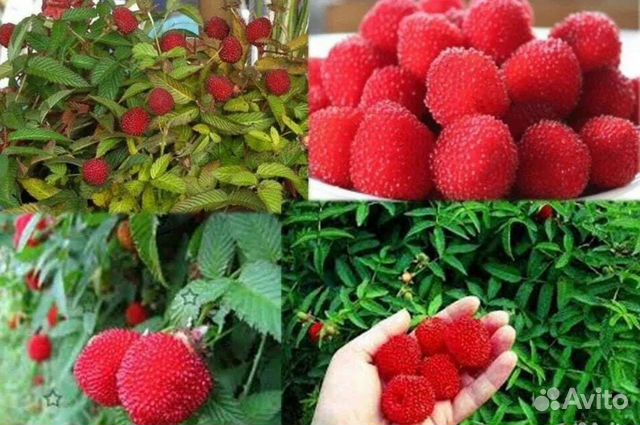 Тибетская малина, Мяо мяо