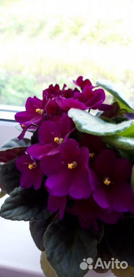 Пеларгония герань, фиалки и другие цве