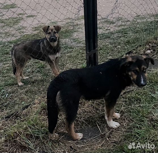 Щенки в добрые руки