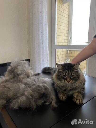 Груминг стрижка кошек и собак