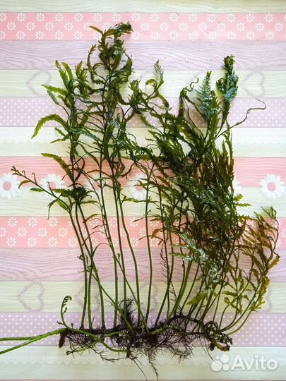 Папоротники и Анубиас