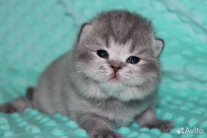 Шотландские котята