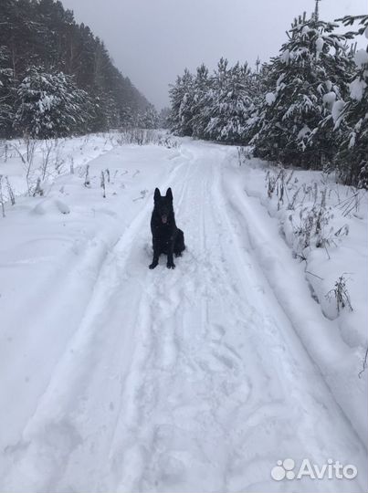 Вязка Кобель Вео