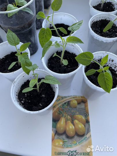 Рассада перца, помидор
