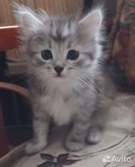 Котята в добрые руки бесплатно