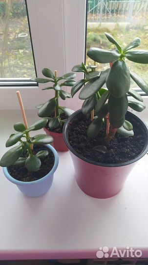 Цветок толстянка/Денежное дерево