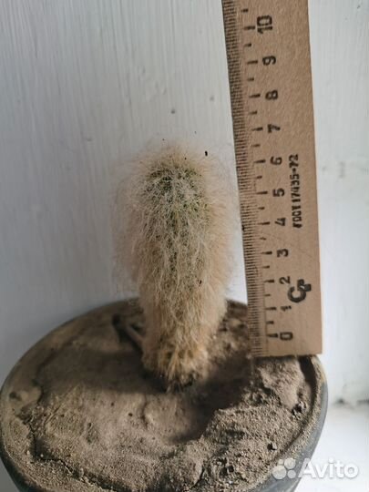 Кактус пушистик