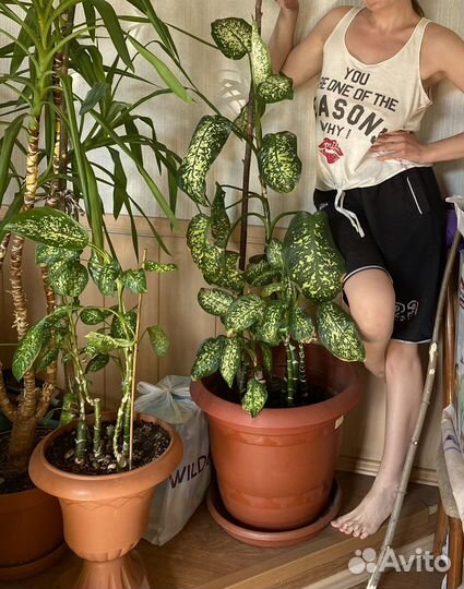 Диффенбахия комнатное растение