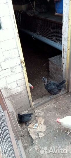 Цыплята китайские и помесь разный возраст