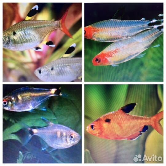 Аквариумные рыбки неоны и другие